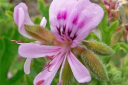 Hidrolat pelargonije, ekološki-0