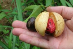 EO muškatnega oreščka 5 g, ekološko -308