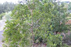 EO niaulija 15 g, ekološko -311