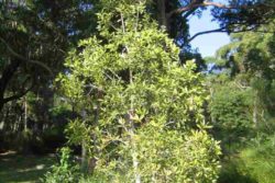 EO niaulija 15 g, ekološko -312