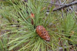 EO obmorskega bora 5 g, ekološko-320