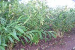 EO kardamoma 5 g, ekološko -295