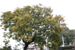 Absolut mimoze -356