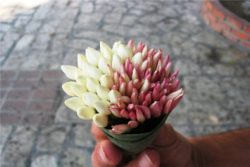 Absolut jasmina grandiflorum-352