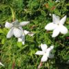 Absolut jasmina grandiflorum-0