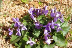 Absolut lista vijolice-354