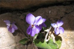 Absolut lista vijolice-355