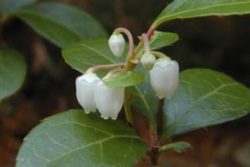 EO zelenke (gaulterije) 5 g, ekološko-346