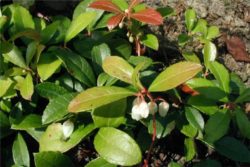 EO zelenke (gaulterije) 5 g, ekološko-348