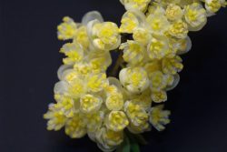 EO liceje 15 g, ekološko-363