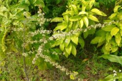 EO liceje 15 g, ekološko-365