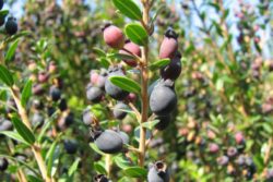 Hidrolat mirte, ekološki -368