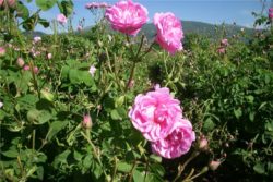 Hidrolat stolistne vrtnice, ekološki -372