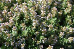 Hidrolat timijana linalool, ekološki-0