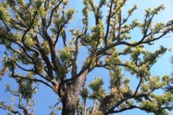 EO ravintsare 5g, ekološko-454