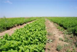 EO zelene mete 5 g, ekološko-429