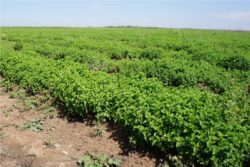 EO zelene mete 5 g, ekološko-428