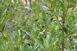 Hidrolat lovorja, ekološki-460