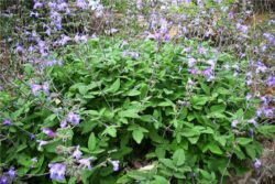 Hidrolat žajblja, ekološki-457