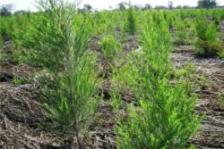 EO čajne mirte (čajevca), ekološko-448