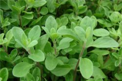 EO sladkega majarona, ekološko -0