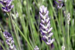 EO širokolistne sivke 5 g, ekološko -427