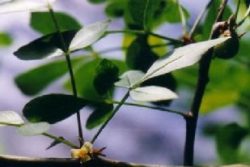 EO mire 5 g, ekološko-422