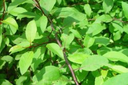 EO mire 5 g, ekološko-423