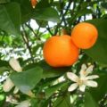 EO mandarine, ekološko-0