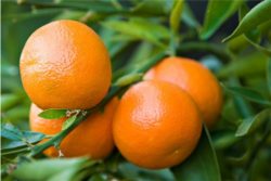 EO mandarine, ekološko-465