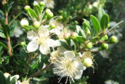 EO zelene mirte 5 g, ekološko -472