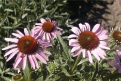 Tinktura ameriškega slamnika 15 ml - NOVO-508