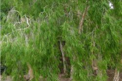 EO kajeputa 15 g, ekološko-587