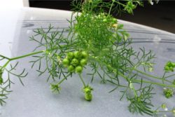 EO koriandra 5 g, ekološko -584