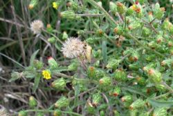 EO inule 2 g, ekološko -590