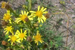 EO inule 2 g, ekološko -589