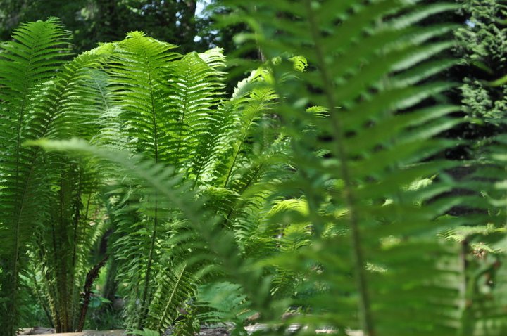 249882_214975905209562_5560926_n